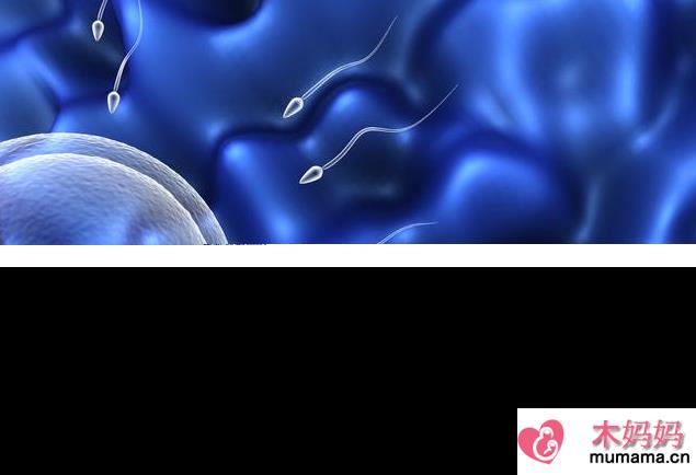 精子和卵子结合要多长时间 精子和卵子是如何相遇结合